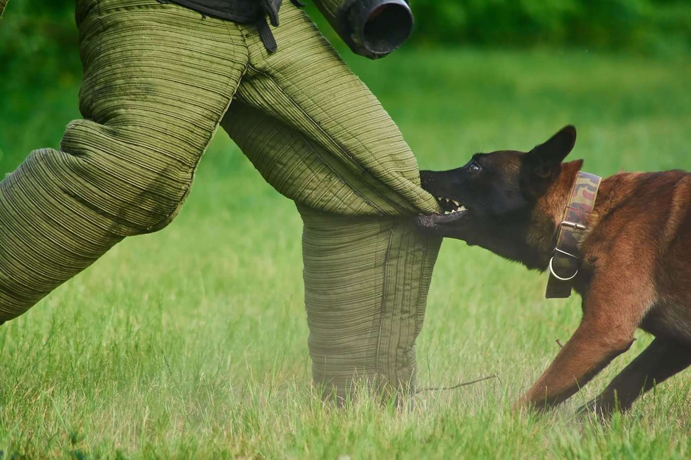 Köpek saldırısında ne yapmak gerekir? Köpek saldırısında ne yapmak gerekir?